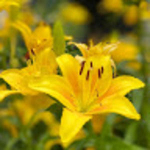 Meet your Posher, Hyewon